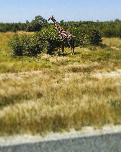 IMG_20170505_105331_597